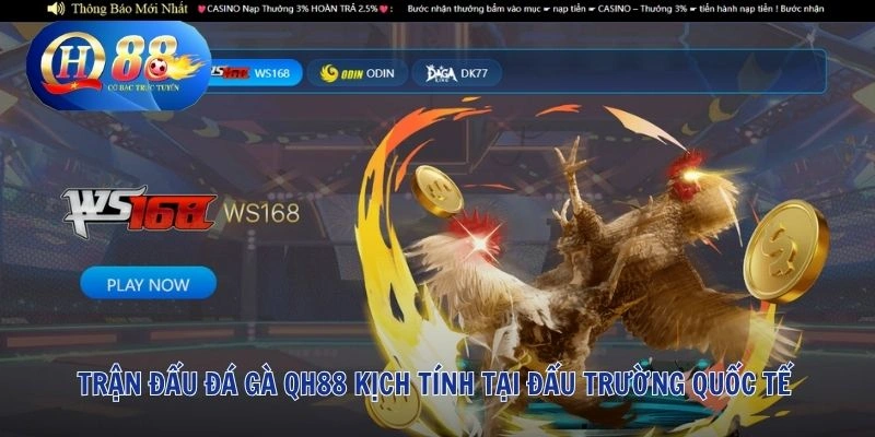 Trận đấu đá gà QH88 kịch tính tại đấu trường quốc tế